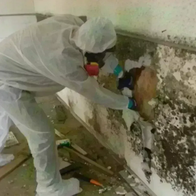 Mold Remediation and Removal in Bradford County, PA